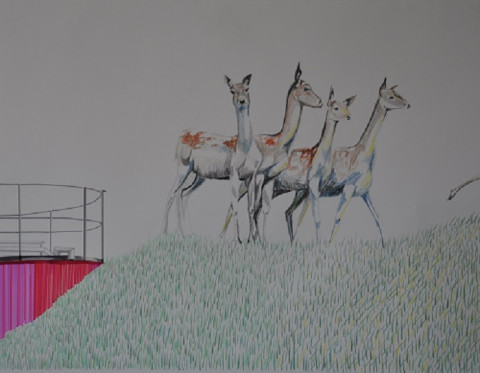 T 007 Wildlife